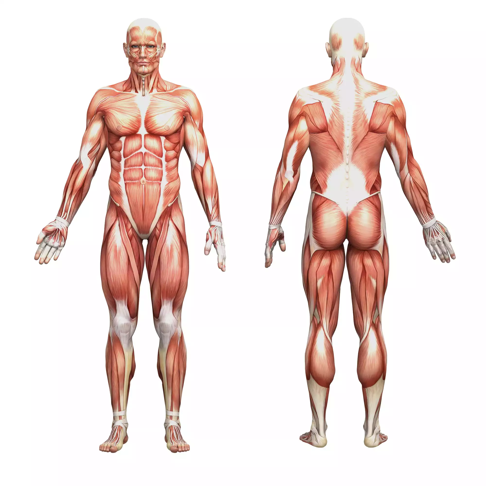 Read more about the article CONTROLLING THE MUSCLES