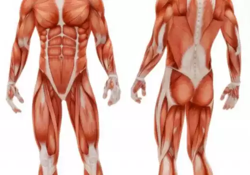 Read more about the article CONTROLLING THE MUSCLES