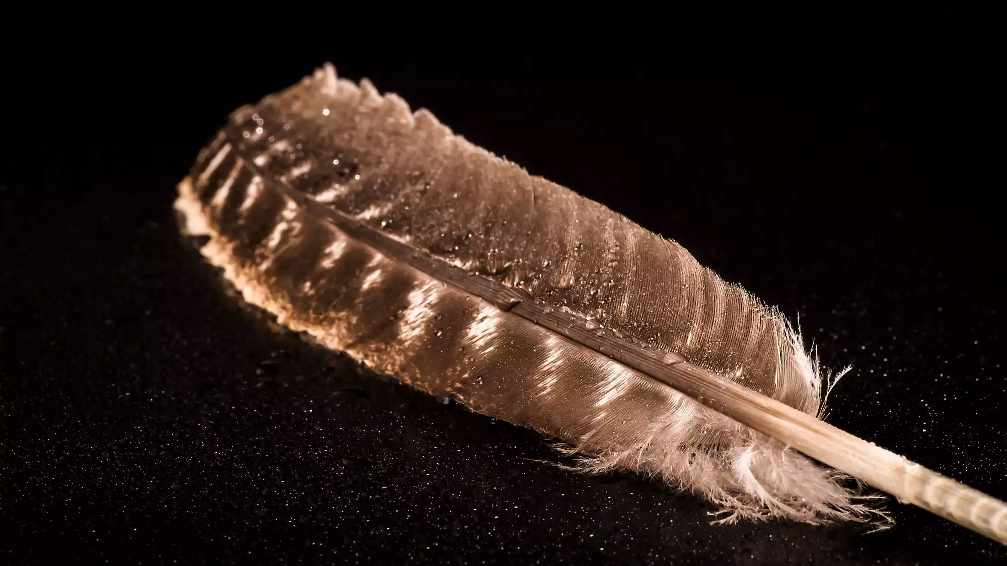 Read more about the article Daedalus and Icarus – a story of the body, the ego, and a path you cannot rush